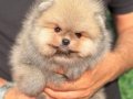 Gerçek Ayı Yavrusu Görünümünde Orange Pomeranian Yavrular