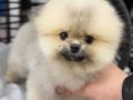 Gerçek Ayı Yavrusu Görünümünde Orange Pomeranian Yavrular