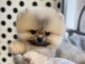 Gerçek Ayı Yavrusu Görünümünde Orange Pomeranian Yavrular