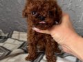 Micro Teacup Korean Dark Brown Poodle Yavrular 