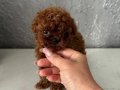 Micro Teacup Korean Dark Brown Poodle Yavrular 