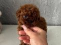 Micro Teacup Korean Dark Brown Poodle Yavrular 