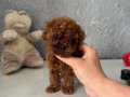 Micro Teacup Korean Dark Brown Poodle Yavrular 
