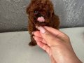 Micro Teacup Korean Dark Brown Poodle Yavrular 