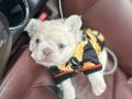 TR de TEK ORJİNAL FLUFFY Yavrular 