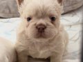 TR de TEK ORJİNAL FLUFFY Yavrular 