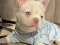 TR de TEK ORJİNAL FLUFFY Yavrular 