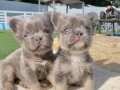 FLUFFY EN İYİSİ DAHA İYİSİ İÇİN DOĞRU ADRESTESİNİZ 