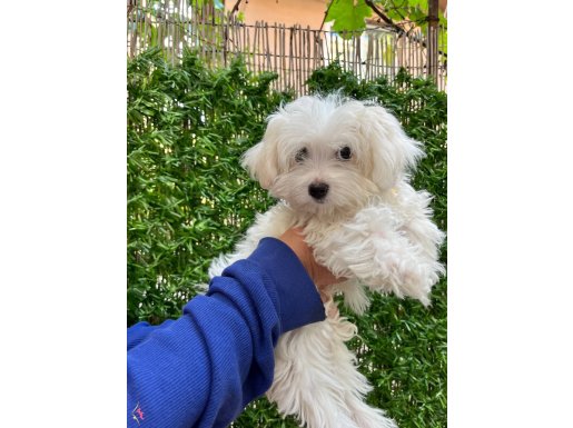 Safkan Anne Yanından Karbeyaz Maltese Terrier Yavrularımız