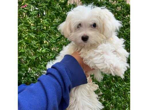 Karbeyaz Orjinal Maltese Terrier