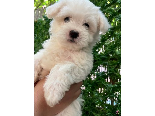 Maltipoo Bebekler