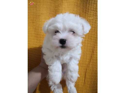2 aylık Maltese Terrier Erkek Yavrular