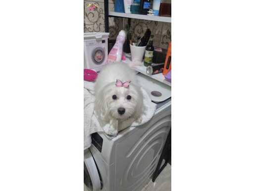 10 aylık Dişi Maltese Terrier