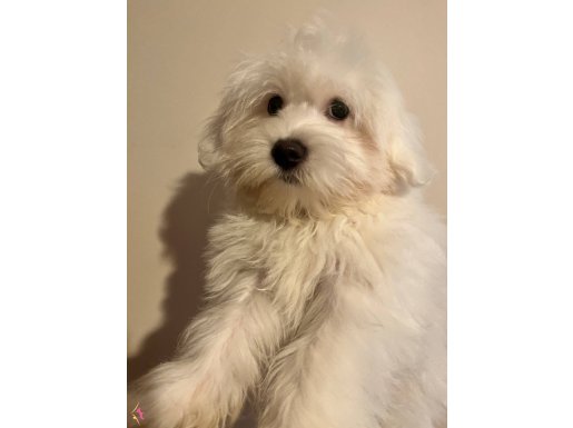 Maltipoo Yavrular