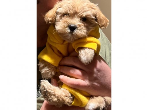 Sıfır Numara Maltipoo Bebekler