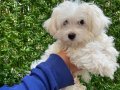Safkan Anne Yanından Karbeyaz Maltese Terrier Yavrularımız