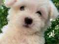 Maltipoo Bebekler