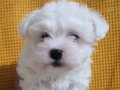 2 aylık Maltese Terrier Erkek Yavrular