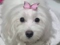 10 aylık Dişi Maltese Terrier