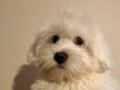 Maltipoo Yavrular