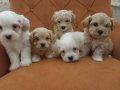 Sıfır Numara Maltipoo Bebekler