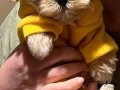 Maltipoo Bebekler