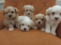 Maltipoo Bebekler