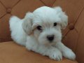 Maltipoo Bebekler