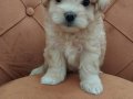 Maltipoo Bebekler