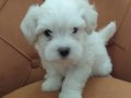 Maltipoo Bebekler