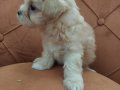 Maltipoo Bebekler