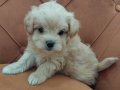 Maltipoo Bebekler