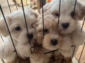 Maltipoo Bebekler