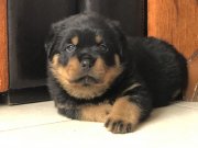 FCI-KIF RESMI URETIMLI A SECERELI GRAND SAMPIYON TORUNLARI