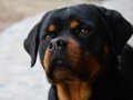 İZMİR-ANKARA-İST.-KOCAELİ ve civarına FCI-A ŞECERELİ YAVRU