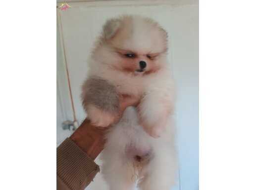 Orijinal pomeranian partycolor 