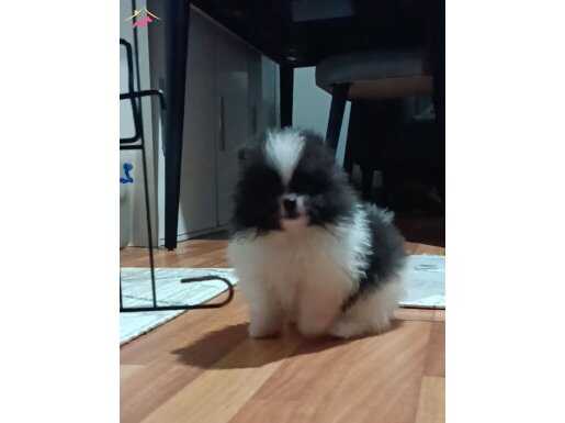 Orijinal pomeranian boo 