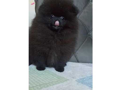 Orijinal pomeranian boo 