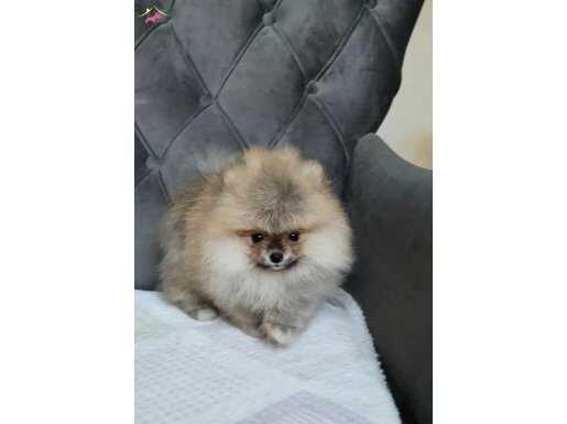 Orijinal pomeranian boo 