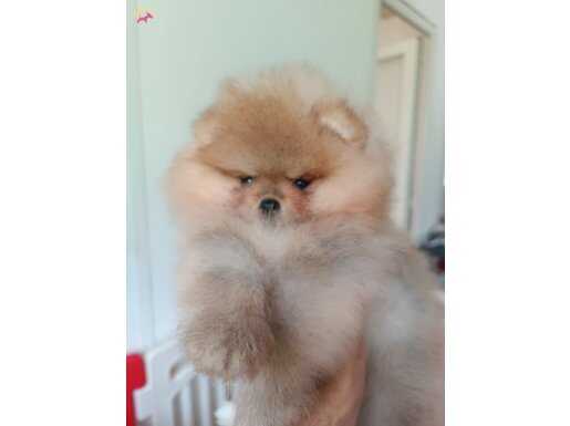 Orijinal pomeranian boo 