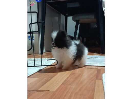 Pomeranian tedy bear 