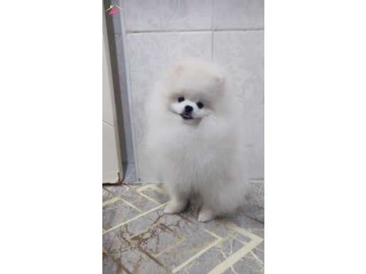 Orijinal pomeranian boo 