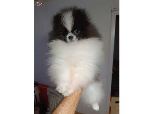 Orijinal pomeranian partycolor 