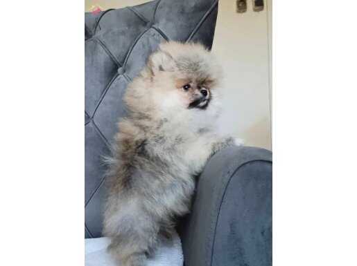 Pomeranian tedy bear 