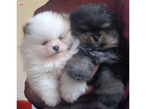 Pomeranian tedy bear 