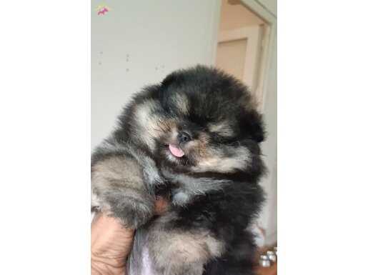 Pomeranian tedy bear 