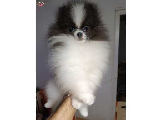 Pomeranian tedy bear 