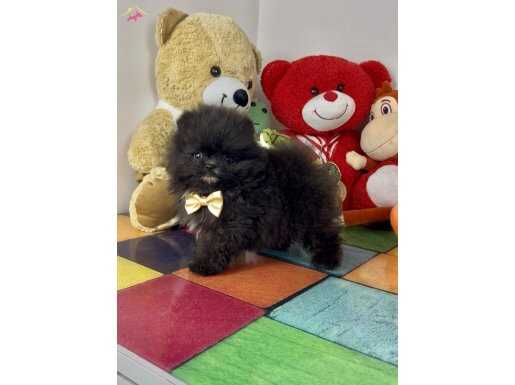 Orijinal pomeranian boo 