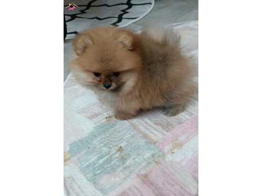 Saf kan pomeranian boo