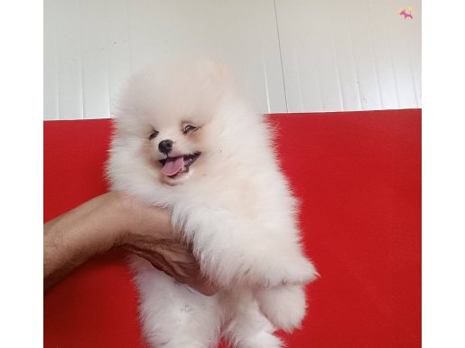 Saf kan pomeranian boo 